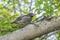 A Darwin`s Finch Sitting on a Big Tree Branch 1