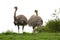 Darwin\'s Rhea