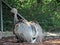 Darwin`s rhea Pterocnemia pennata, syn. Rhea pennata, Rhea darwinii Gould, Lesser rhea, Der Darwin-Nandu, Suri or Choique