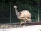 Darwin`s rhea Pterocnemia pennata, syn. Rhea pennata, Rhea darwinii Gould, Lesser rhea, Der Darwin-Nandu, Suri or Choique