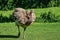 Darwin`s rhea, Rhea pennata also known as the lesser rhea.