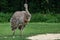 Darwin`s rhea, Rhea pennata also known as the lesser rhea.