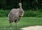 Darwin`s rhea, Rhea pennata also known as the lesser rhea.