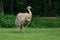 Darwin`s rhea, Rhea pennata also known as the lesser rhea.