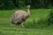 Darwin`s rhea, Rhea pennata also known as the lesser rhea.