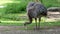 Darwin`s rhea, Rhea pennata, also known as the lesser rhea