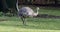 Darwin`s rhea, Rhea pennata, also known as the lesser rhea