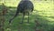 Darwin`s rhea, Rhea pennata also known as the lesser rhea
