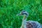 Darwin\\\'s rhea, Rhea pennata also known as the lesser rhea. It is a large flightless bird, but the smaller of the two extant