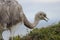 Darwin`s rhea Rhea pennata eating berries in the Pecket Harbour Reserve.