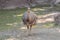 Darwin`s rhea, Rhea pennata, lesser rhea, a large flightless bird with brown, soft-feather, long neck and legs