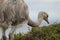 Darwin`s rhea Rhea pennata searching for food.