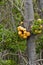 Darwins Fungus or Indian Bread (Cyttaria darwinii)