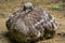 Darwins rhea sitting on the ground in closeup, tropical flightless bird specie from America