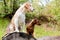 Daschund and beagle