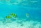 Dascillus coral fishes closeup. Underwater landscape with school of dascillus fish.