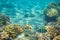 Dascillus fish in coral reef. Tropical seashore inhabitants underwater photo.