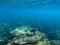 Dascillus fish in coral reef. Tropical seashore underwater photo. Coral fish in wild nature. Oceanic wildlife undersea
