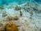 Dascillus fish looks in camera. Tropical seashore underwater photo. Marine nature. Warm sea shore