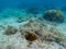 Dascillus fish in shallow water. Tropical seashore underwater photo. Marine nature. Warm sea shore