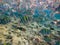 Dascyllus fish school in blue sea. Underwater view of coral fish