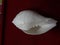 Dashinawarti Shankh of Righted white Conch religious thing