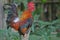 The dashing appearance of a rooster with a shiny feather color.