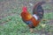 The dashing appearance of a rooster with a shiny feather color.