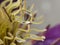 Dashing close-up of a  Clematis flower with raindrops