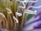 Dashing close-up of a  Clematis flower with raindrops