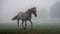 Dashing Through Fog at the St Leger Stakes