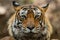 A dashing and handsome looking royal bengal male tiger portrait with an eye contact at ranthambore  national park, india