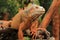 Dashing Orange Iguana