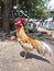 Dashing Rooster in Front of Asian House