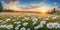 dasies colorful flowers field in spring background