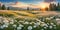 dasies colorful flowers field in spring background