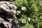 Dasiphora fruticosa in bloom in the rock garden