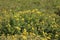 Dasiphora fruticosa, Potentilla fruticosa, Rosaceae