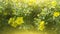 Dasiphora shrub Dasiphora fruticosa, or Kuril tea, shrub cinquefoil. Floral natural