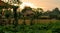 Dask over a rice field on Bali, Indonesia. In front some lotus plants.