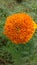 Daspethiya Natural flower of sri lanka