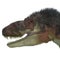 Daspletosaurus Dinosaur Head