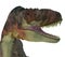 Daspletosaurus Dinosaur Jaws