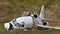 Dassault Falcon 50 crash in Greenville SC