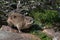 Dassie or African Badger or Capy Hyrax,