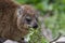 Dassie, Betty`s Bay, South Africa