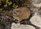 Dassie cape hyrax resting on ground