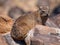 Dassie rat (Petromus typicus)