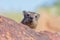 Dassie / Rock Hyrax