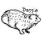 Dassie or Rock Hyrax - vector illustration sketch hand drawn wit